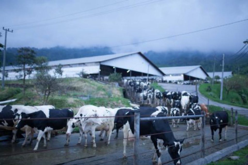 peternakan sapi PT. Greenfields. (foto: greenfieldsdairy.com)