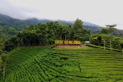 Perkebunan Teh Sirah Kencong di Blitar, Jawa Timur.