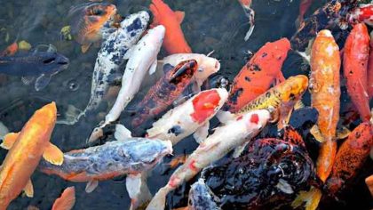 Ikan koi. (foto: pixabay.com)