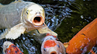 Ikan Koi yang berada di air. (Foto: Bicarablitar.com)