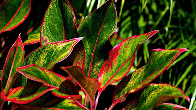 Tanaman aglaonema. (Foto: Bicarablitar.com)