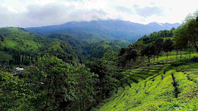 Perkebunan teh Sirah Kencong di Kabupaten Blitar.