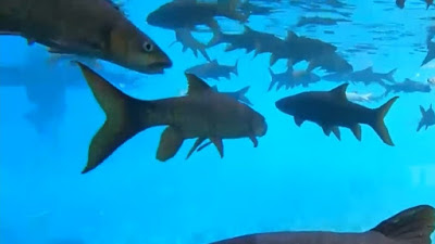 Gambaran ikan sengkaring di Rambut Monte Blitar.