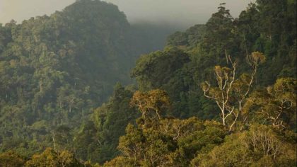 Ini diambil dari laporan investigasi Rainforest Action Network yang menemukan serat kayu yang terkait dengan penebangan dan alih fungsi hutan hujan Indonesia di beberapa buku anak-anak favorit di Amerika. (Foto: David Gilbert)