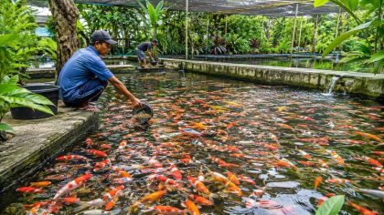 Kenapa Blitar dijuluki Kota Koi terbesar di Indonesia