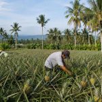 Perkebunan Teh Sirah Kencong, wisata alam sejuk dengan panorama perbukitan yang memesona