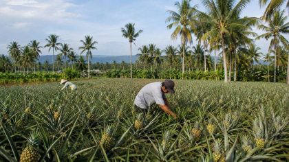 Blitar sebagai lumbung pertanian, dari kelapa hingga nanas madu